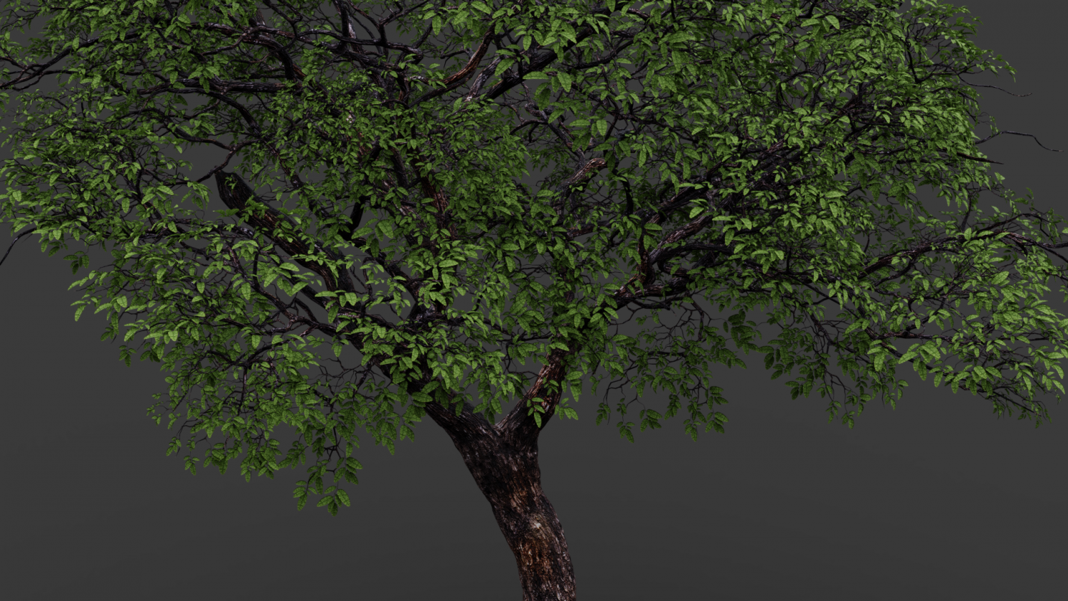 3d two trees. 5. Реалистичное дерево. Tree explorer. Дерево 2бит.