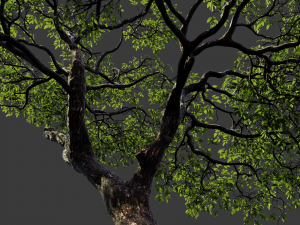 realistic tree 2 3D 模型