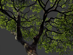 realistic tree 2 3D Model