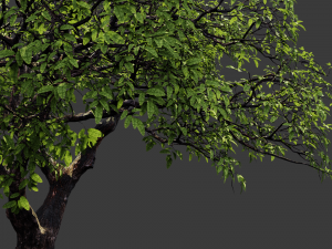 realistic tree 2 3D 模型