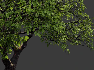 realistic tree 2 3D Model