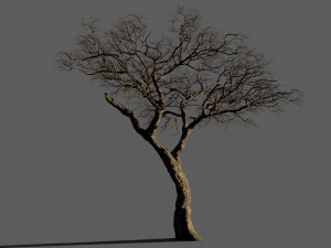 realistic tree 2 3D 模型