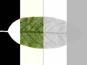 realistic tree 2 3D 模型