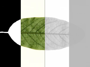 realistic tree 2 3D Model