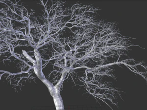 realistic tree 2 3D Model