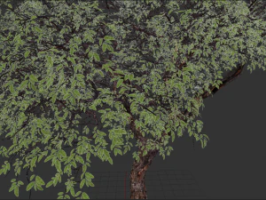 realistic tree 2 3D Model