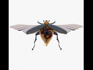 souvenir of the may beetle 3Dモデル
