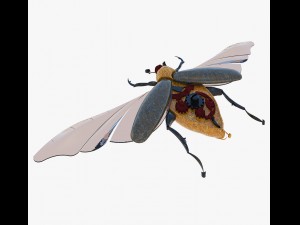 souvenir of the may beetle 3Dモデル