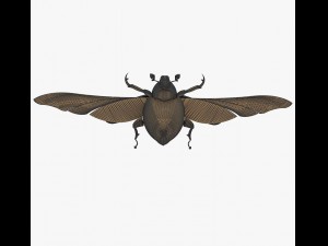 souvenir of the may beetle 3Dモデル