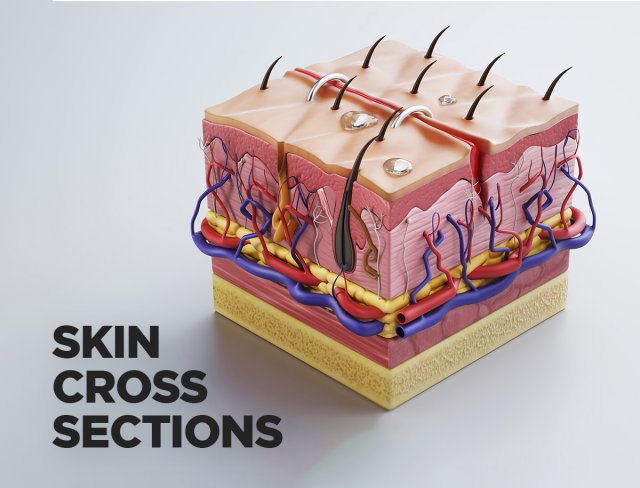 skin cross sections-damaged skin-cut skin- with 4k textures 3D Model .c4d .max .obj .3ds .fbx .stl .blend 