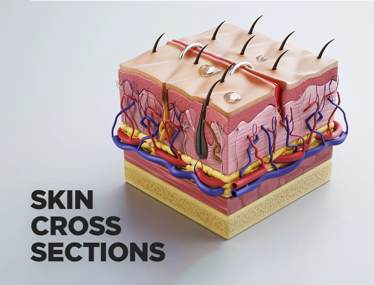 skin cross sections-damaged skin-cut skin- with 4k textures 3D Model .c4d .max .obj .3ds .fbx .stl .blend