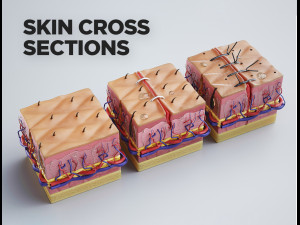 skin cross sections-damaged skin-cut skin- with 4k textures 3D Model
