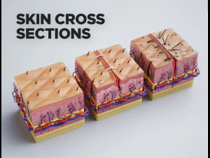 skin cross sections-damaged skin-cut skin- with 4k textures 3D Model