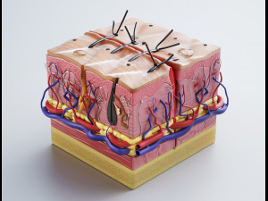 skin cross sections-damaged skin-cut skin- with 4k textures 3D Model