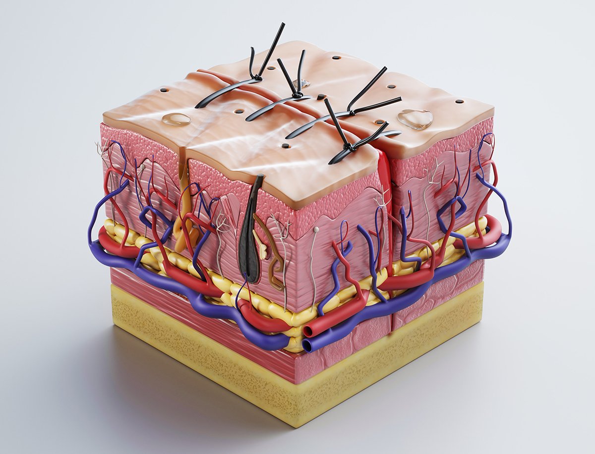 Skin Cross Sections Damaged Skin Cut Skin With 4k Textures 3d Model In Anatomy 3dexport