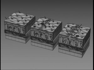 skin cross sections-damaged skin-cut skin- with 4k textures 3D Model