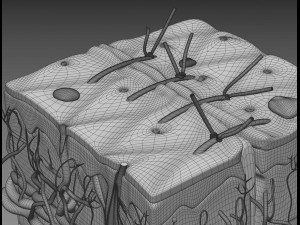 skin cross sections-damaged skin-cut skin- with 4k textures 3D Model