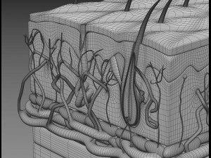 skin cross sections-damaged skin-cut skin- with 4k textures 3D Model
