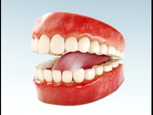 realistic human teeth - mouth for character low-poly 3D Model