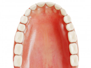 realistic human teeth - mouth for character low-poly Modelo 3D