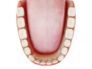 realistic human teeth - mouth for character low-poly Modelo 3D