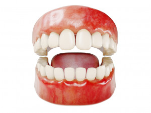 realistic human teeth - mouth for character low-poly Modelo 3D