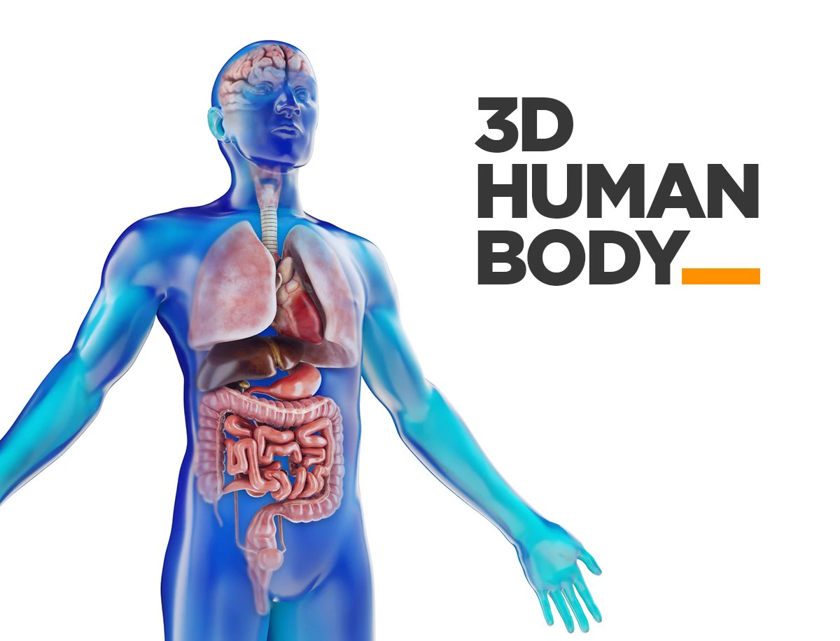 modelo de anatomia masculina humana com &oacute;rg&atilde;os internos com texturas 4k Modelo 3D .c4d .max .obj .3ds .fbx .stl .blend 