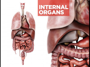 human male anatomy model with internal organs with 4k textures 3D Model