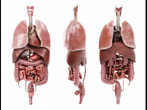 human male anatomy model with internal organs with 4k textures 3D Model