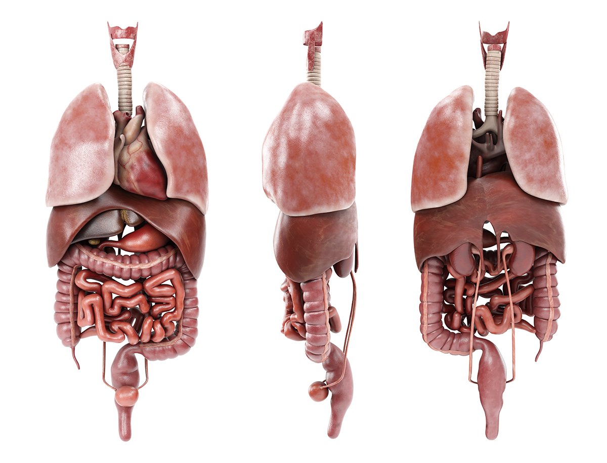 Human Male anatomy model with internal organs with 4K ...