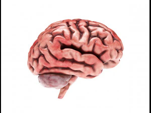 modelo de anatomia masculina humana com &oacute;rg&atilde;os internos com texturas 4k Modelo 3D