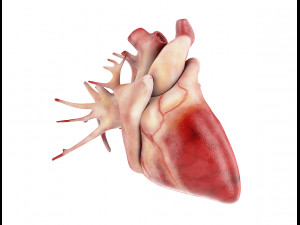 human male anatomy model with internal organs with 4k textures 3D Model