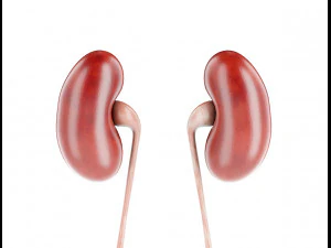 modelo de anatomia masculina humana com &oacute;rg&atilde;os internos com texturas 4k Modelo 3D