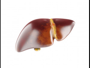 human male anatomy model with internal organs with 4k textures 3D Model
