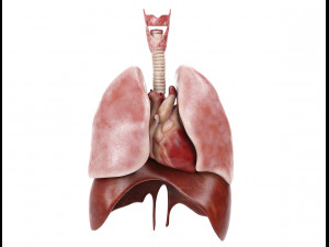 human male anatomy model with internal organs with 4k textures 3D Model