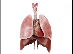 modelo de anatomia masculina humana com &oacute;rg&atilde;os internos com texturas 4k Modelo 3D