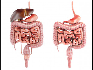 human male anatomy model with internal organs with 4k textures 3D Model