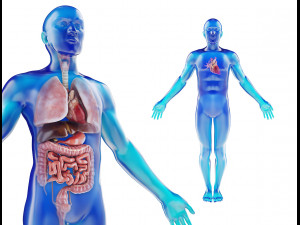 human male anatomy model with internal organs with 4k textures 3D Model