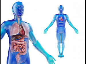 modelo de anatomia masculina humana com &oacute;rg&atilde;os internos com texturas 4k Modelo 3D