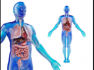 human male anatomy model with internal organs with 4k textures 3D Model