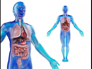 modelo de anatomia masculina humana com &oacute;rg&atilde;os internos com texturas 4k Modelo 3D