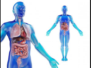 modelo de anatomia masculina humana com &oacute;rg&atilde;os internos com texturas 4k Modelo 3D