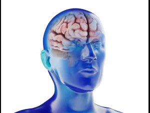 modelo de anatomia masculina humana com &oacute;rg&atilde;os internos com texturas 4k Modelo 3D