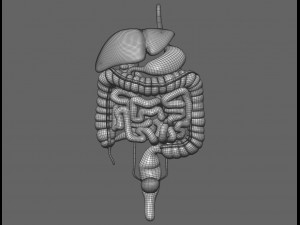 human male anatomy model with internal organs with 4k textures 3D Model