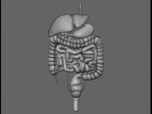 modelo de anatomia masculina humana com &oacute;rg&atilde;os internos com texturas 4k Modelo 3D