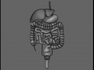 human male anatomy model with internal organs with 4k textures 3D Model