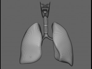 human male anatomy model with internal organs with 4k textures 3D Model