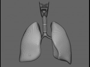modelo de anatomia masculina humana com &oacute;rg&atilde;os internos com texturas 4k Modelo 3D