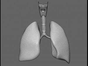 human male anatomy model with internal organs with 4k textures 3D Model
