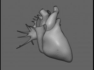 human male anatomy model with internal organs with 4k textures 3D Model